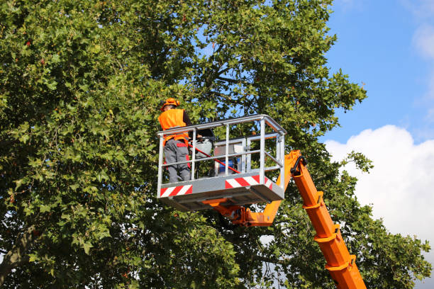 Best Tree Disease Treatment  in Lakeview, MI