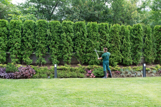 Best Lawn Watering Services  in Lakeview, MI