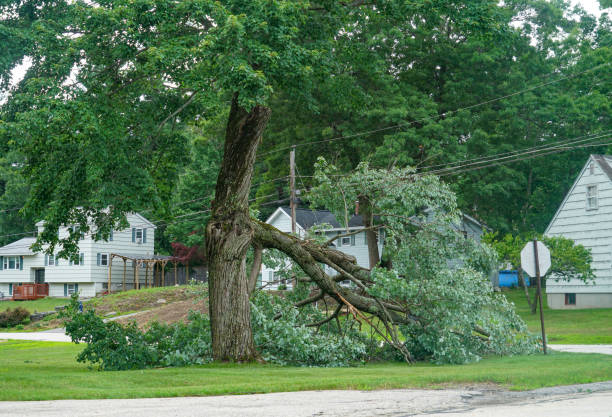 Professional Tree Removal in Lakeview, MI