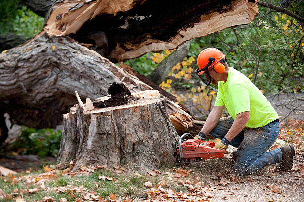 Best Tree Health Inspection  in Lakeview, MI