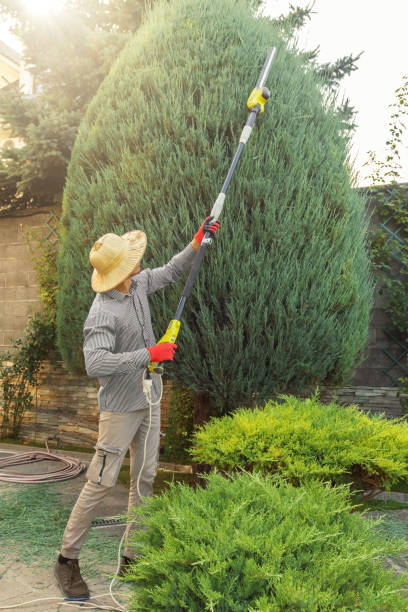 Best Fruit Tree Pruning  in Lakeview, MI