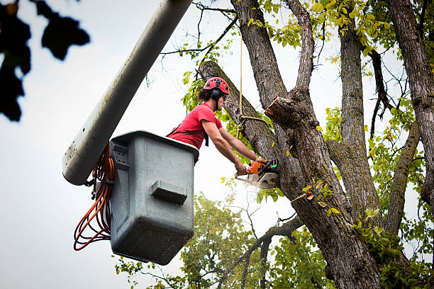  Lakeview, MI Tree Removal Pros